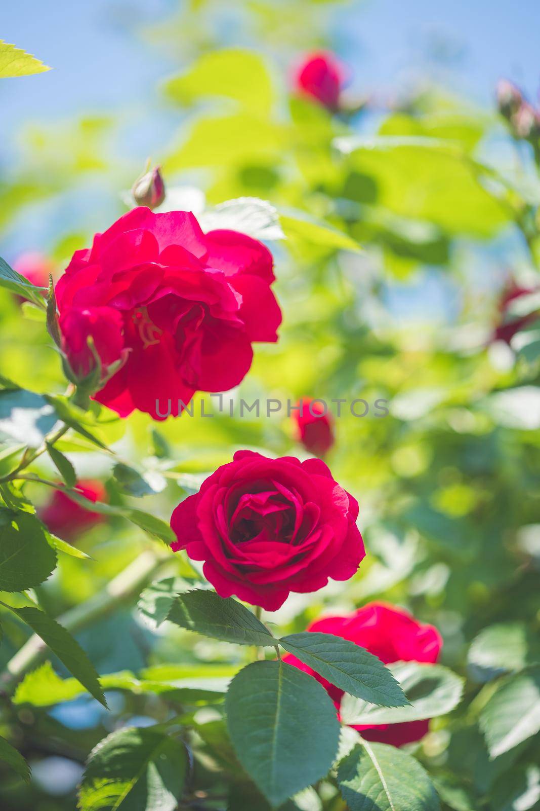 Close up picture of red roses in the own garden, spring time