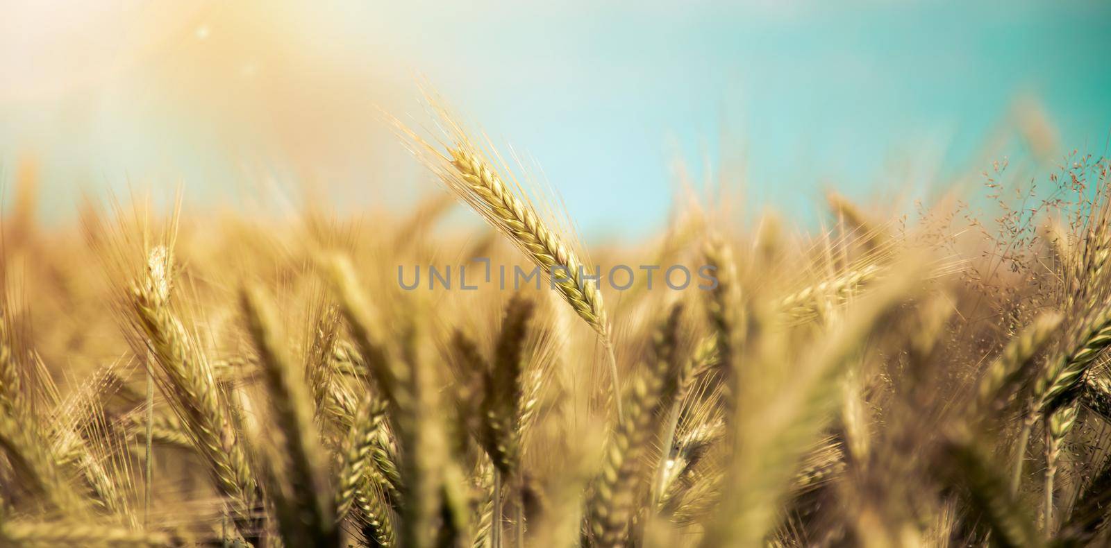 Close up of ripe ears of wheat in autumn