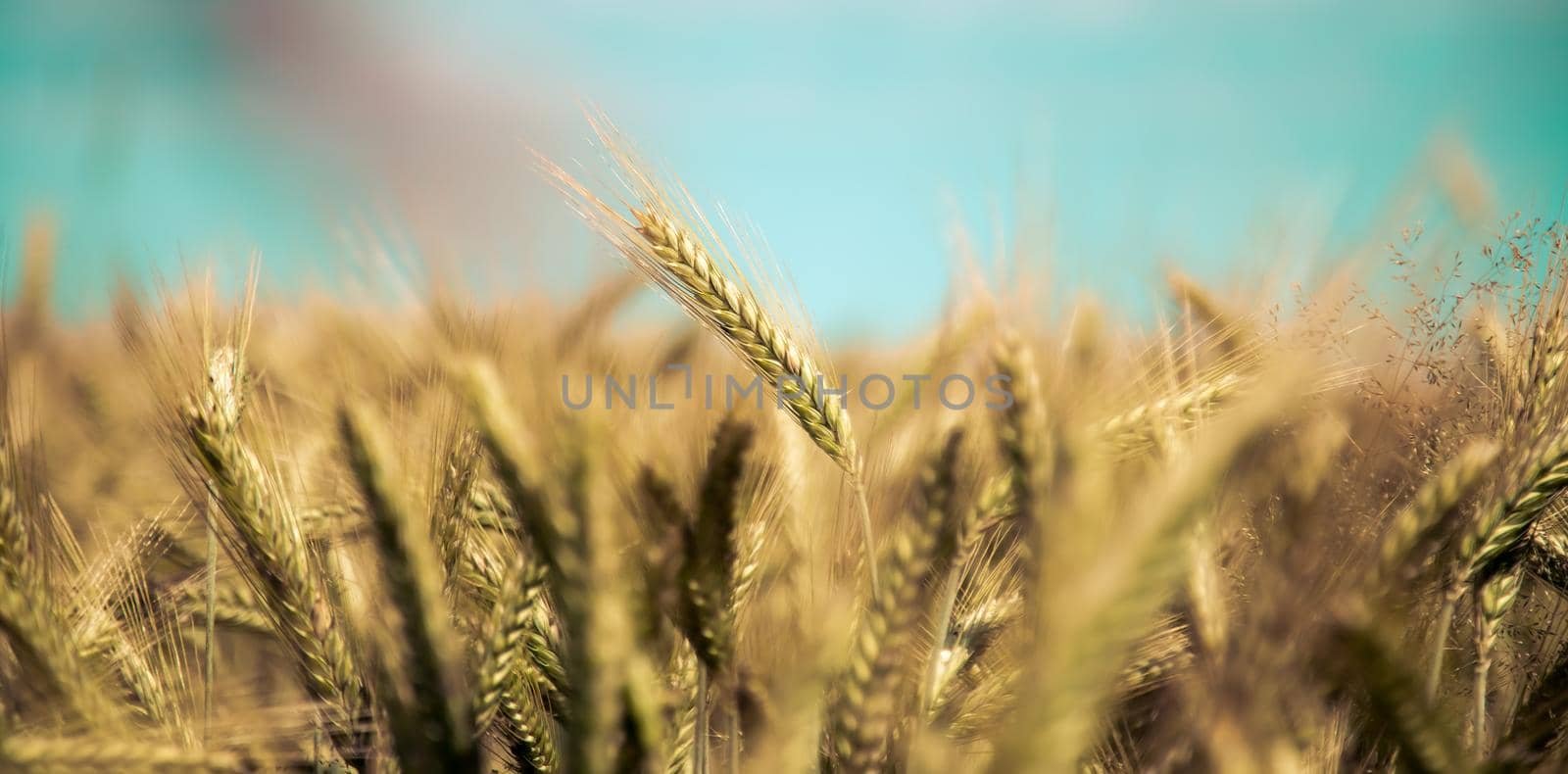 Agriculture field: Ripe ears of wheat, harvest by Daxenbichler