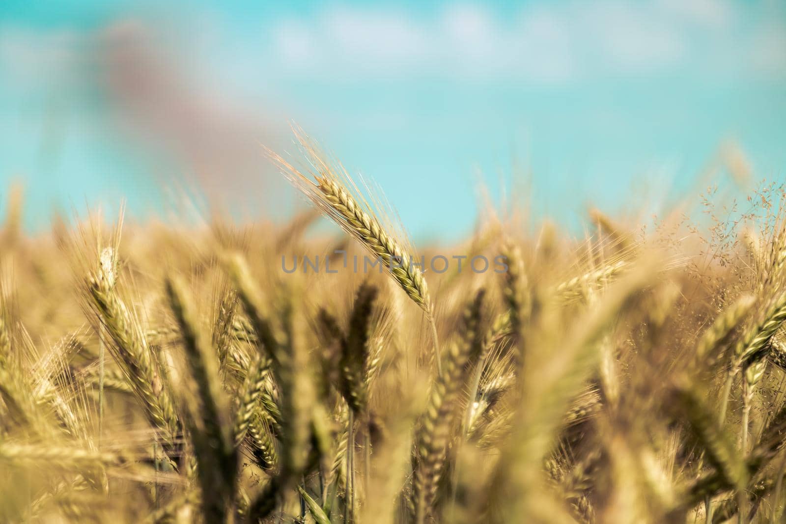 Close up of ripe ears of wheat in autumn