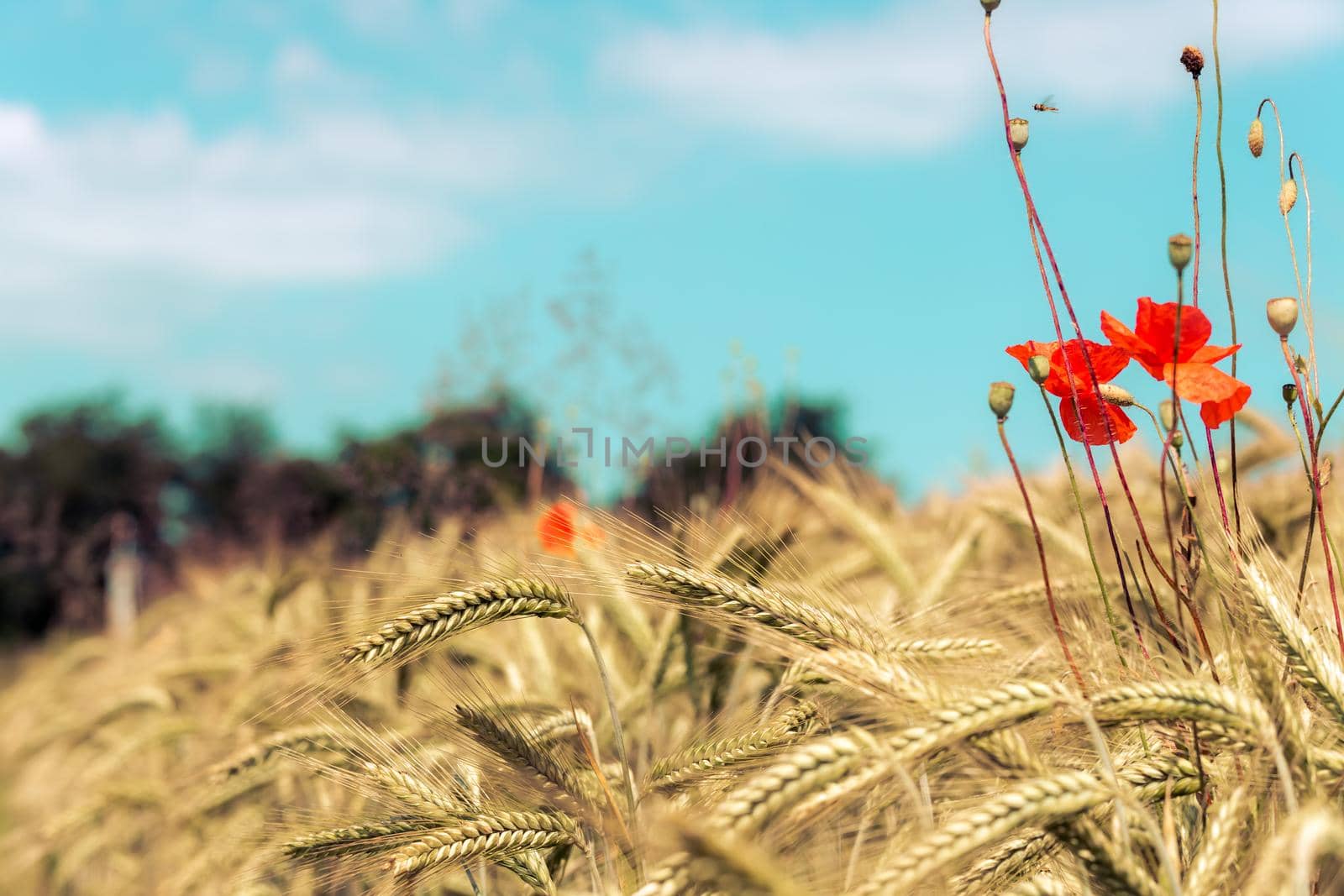 Close up of ripe ears of wheat and red poppy seed in autumn