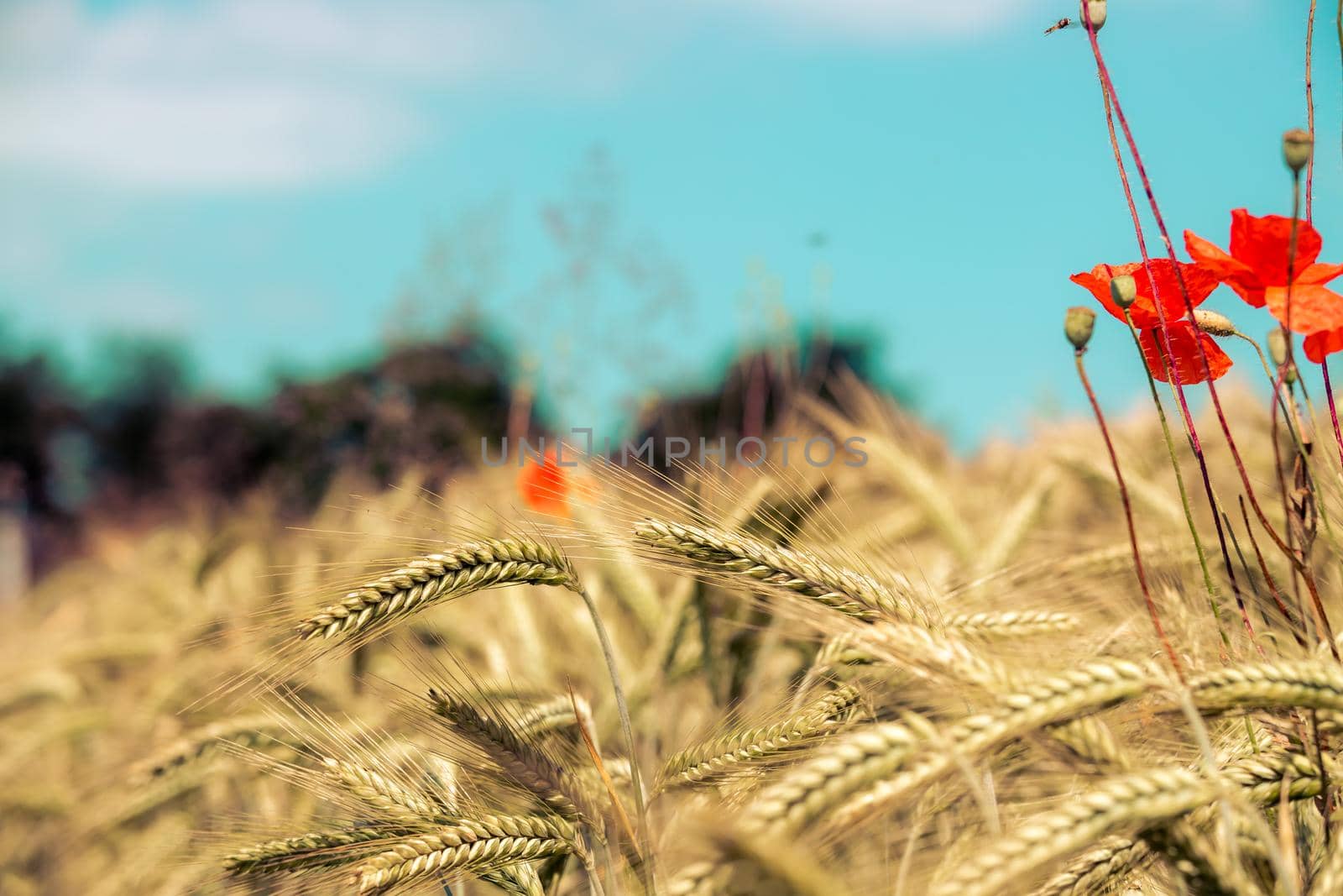 Close up of ripe ears of wheat and red poppy seed in autumn