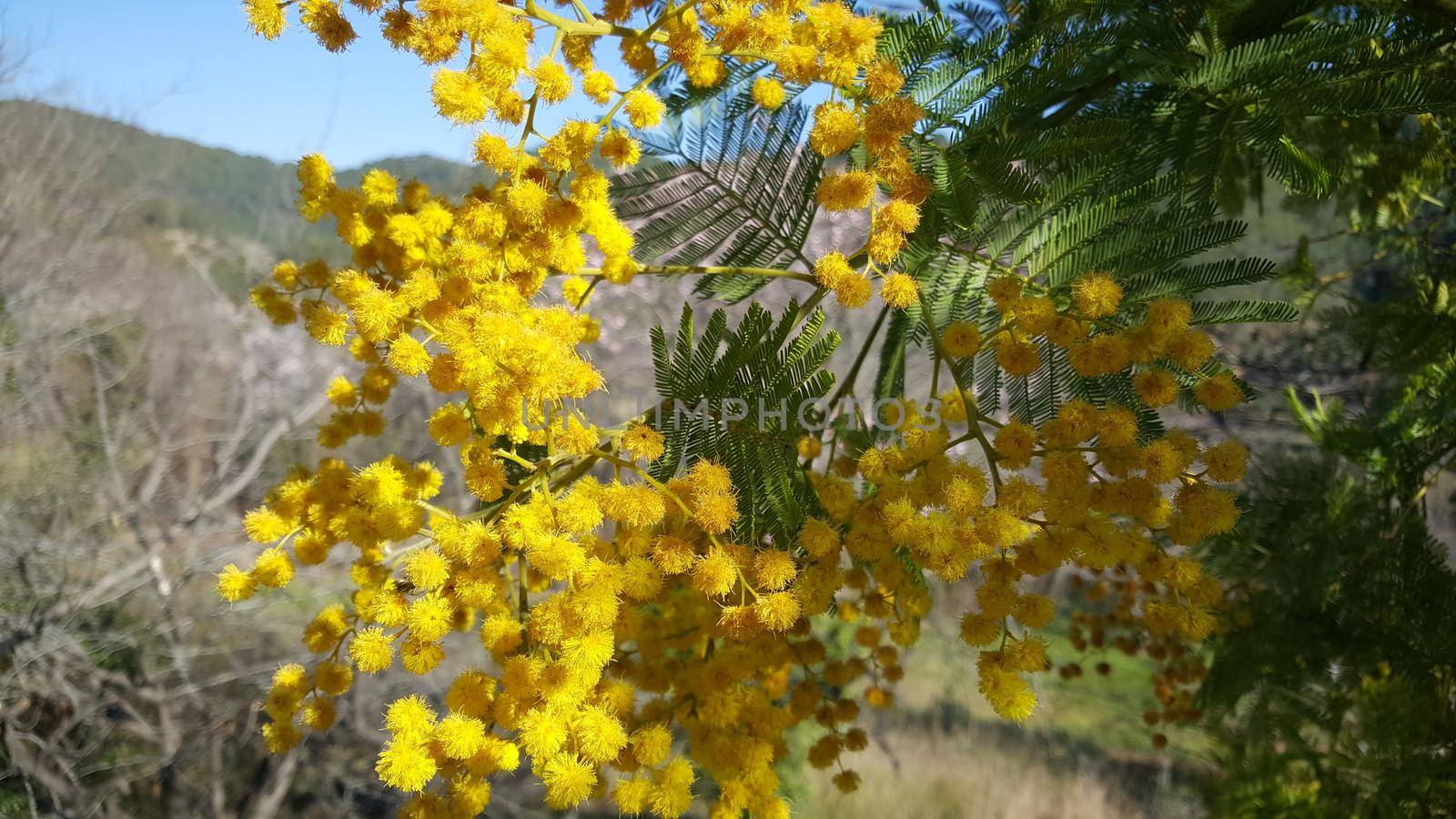 Flowering mimosa in serra d'espadà natural park Spain