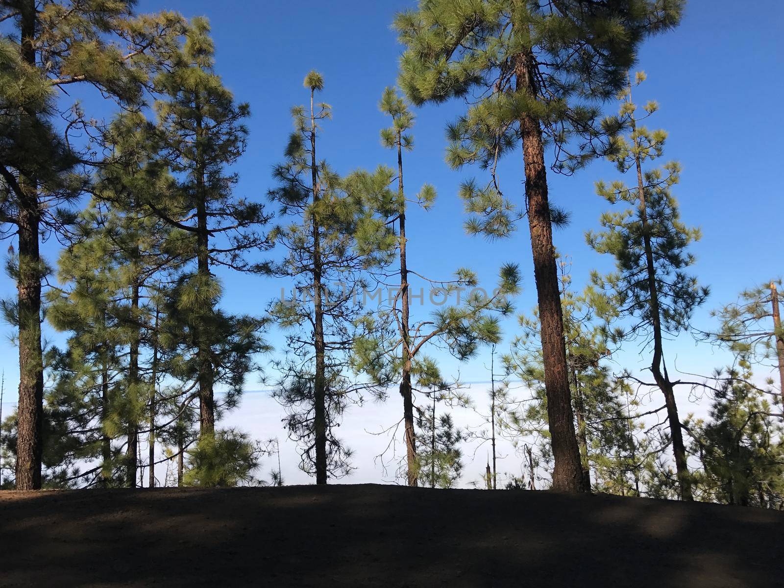 Forest above the clouds  by traveltelly