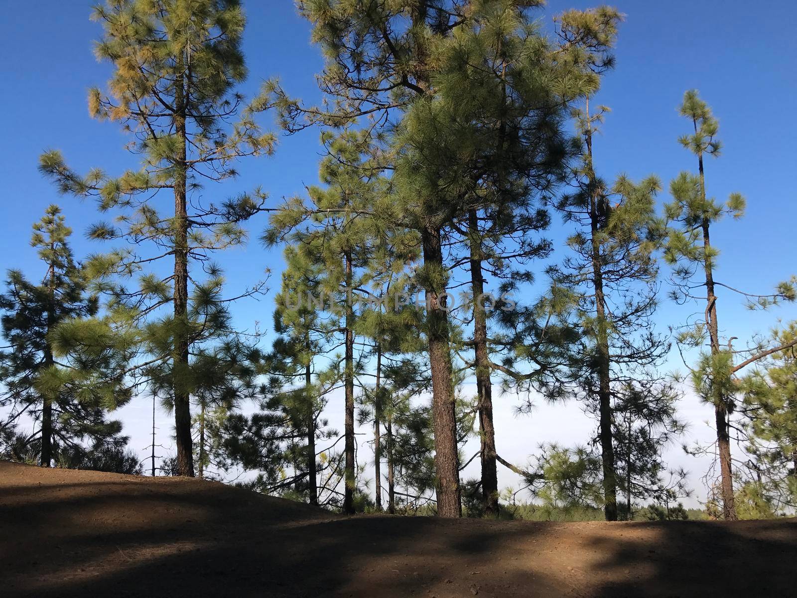 Forest above the clouds at Teide National Park on Tenerife