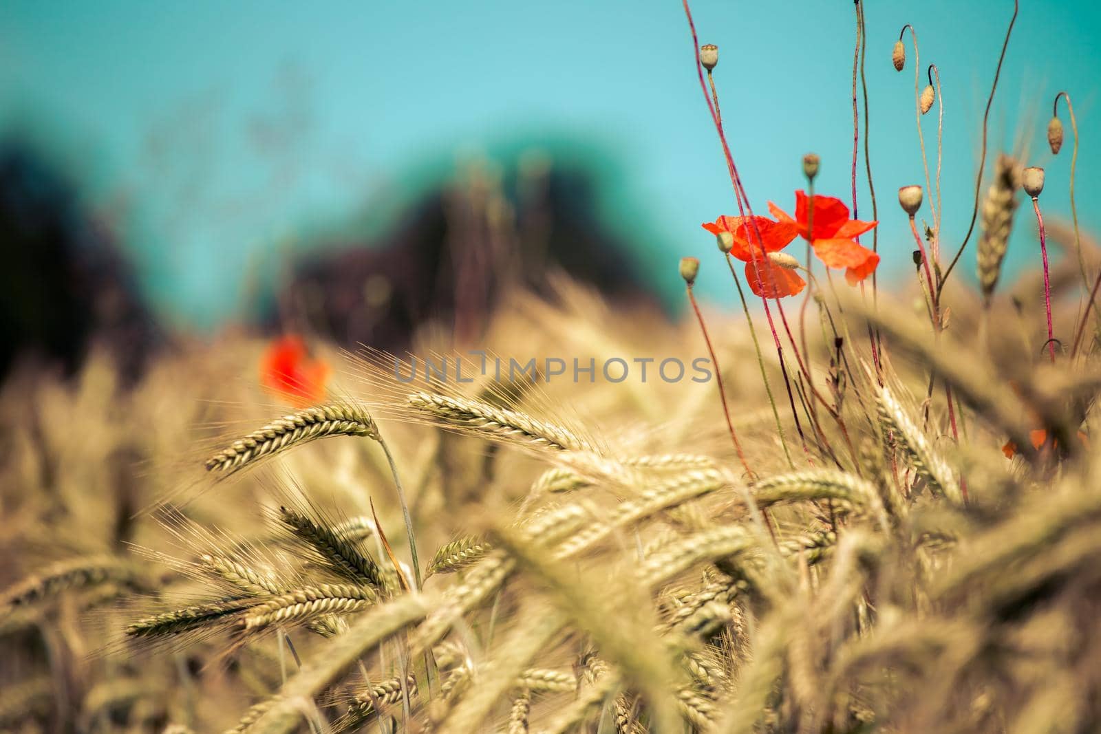 Close up of ripe ears of wheat and red poppy seed in autumn