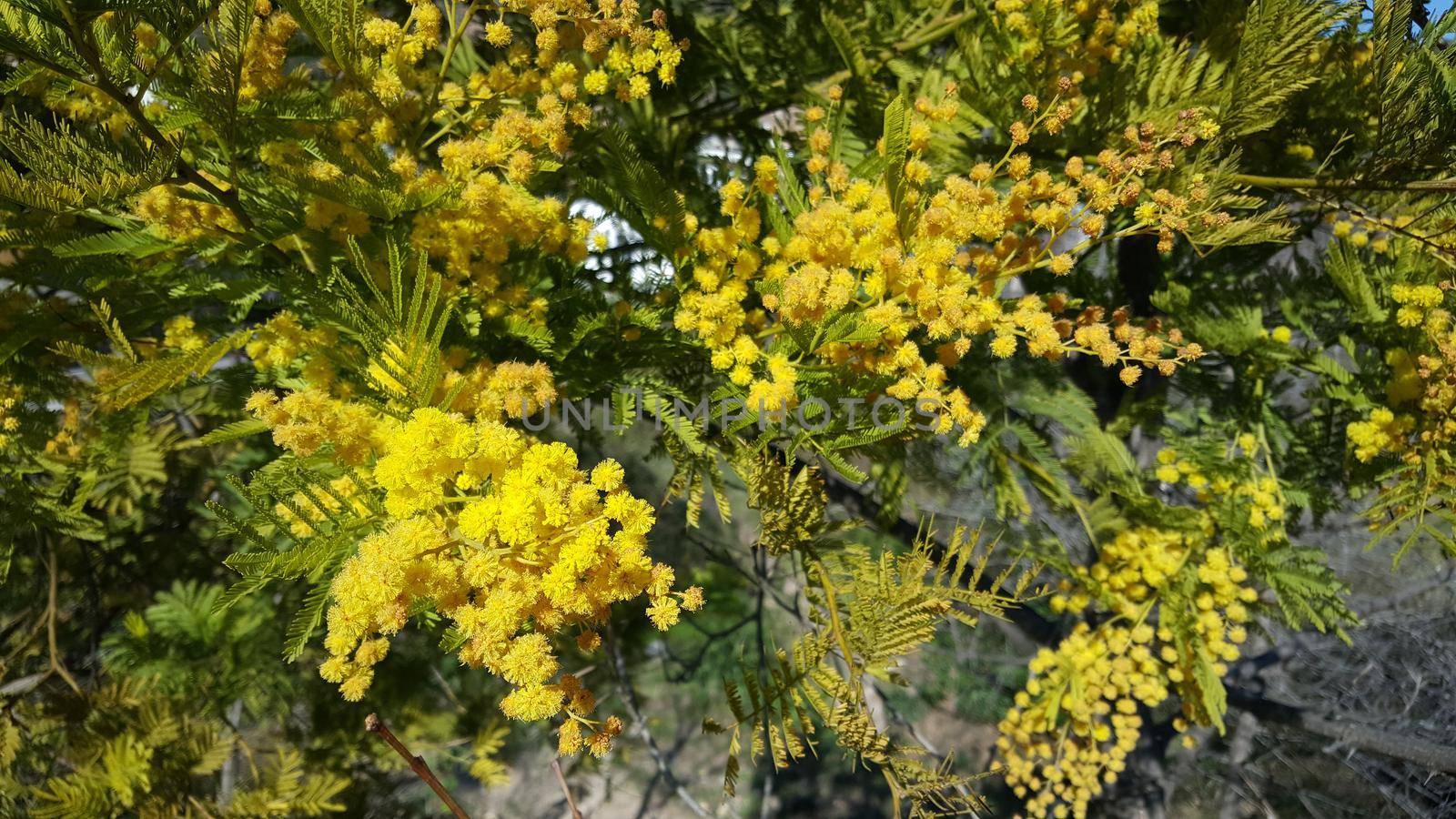 Flowering mimosa in serra d'espadà natural park Spain