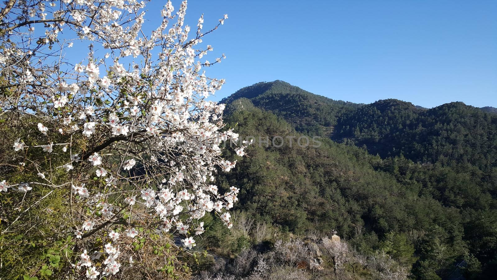 Apple blossom tree in serra d'espadà natural park Spain