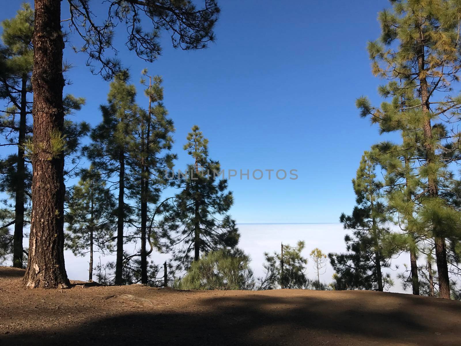 Forest above the clouds at Teide National Park on Tenerife