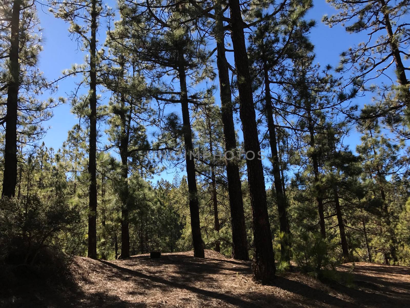 Forest at Teide National Park on Tenerife