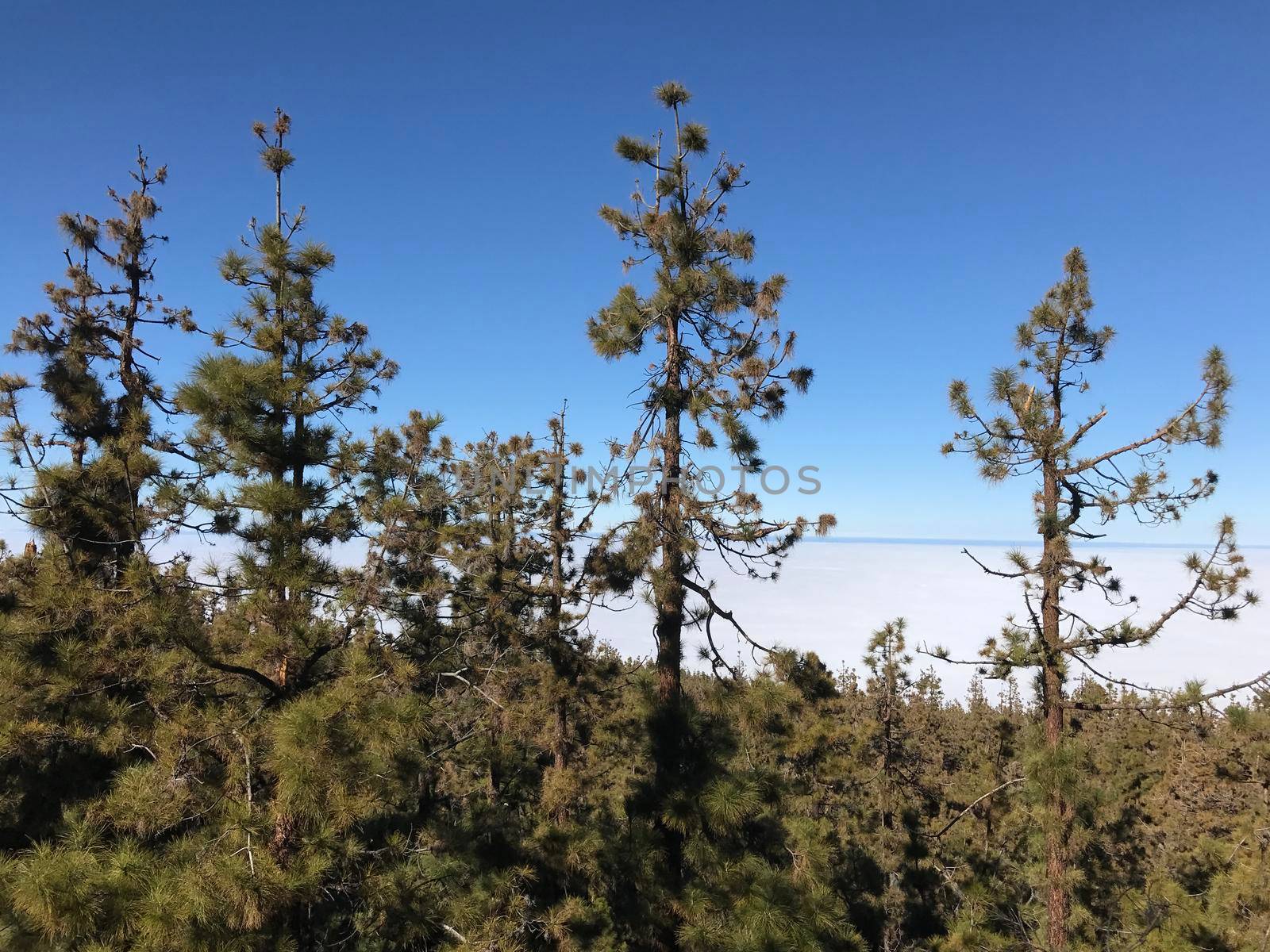 Forest above the clouds at Teide National Park on Tenerife