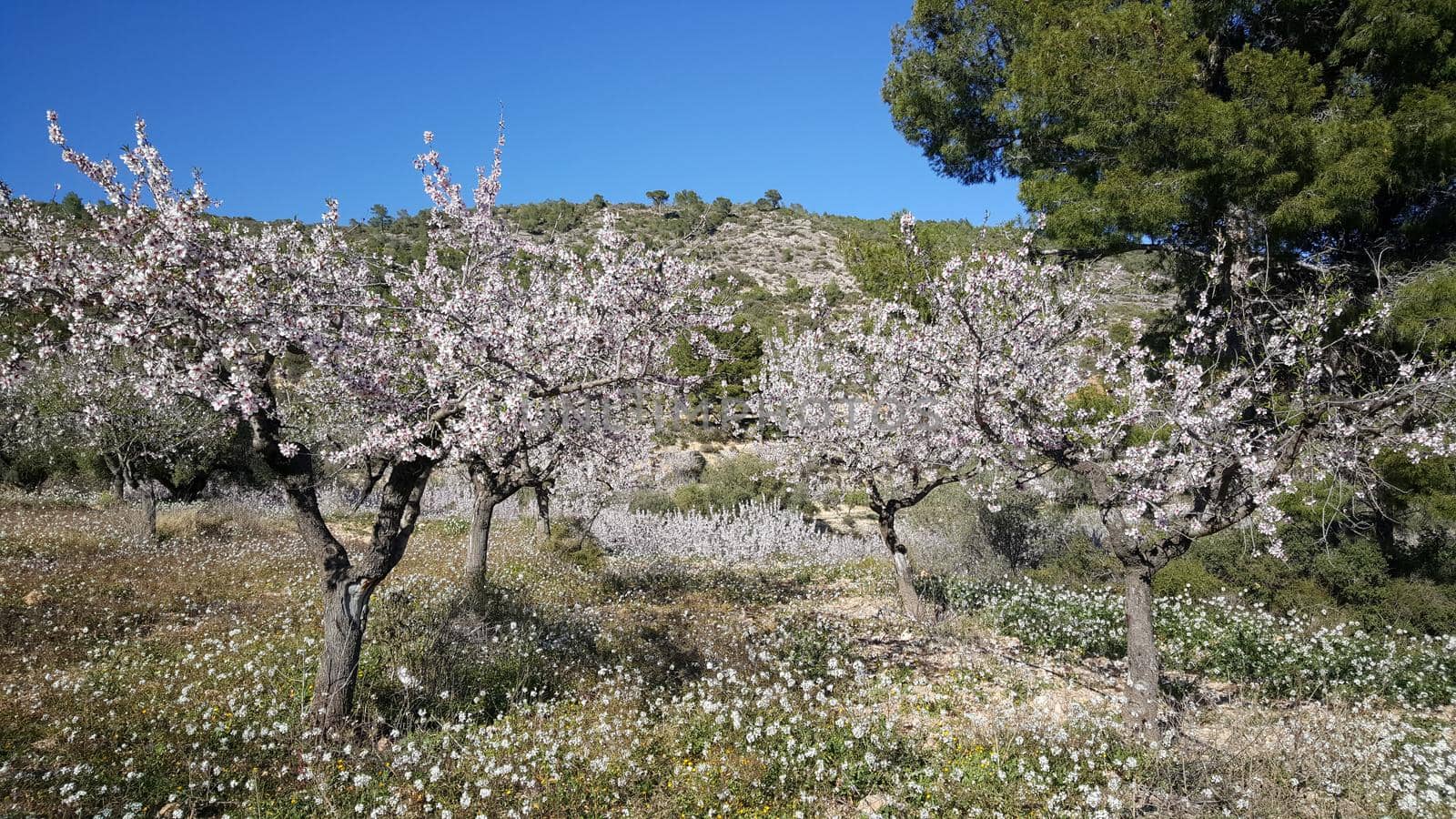 Flowering fruit trees in sierra calderona natural park Spain