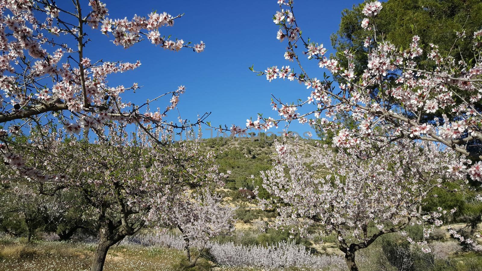 Flowering fruit trees in sierra calderona natural park Spain