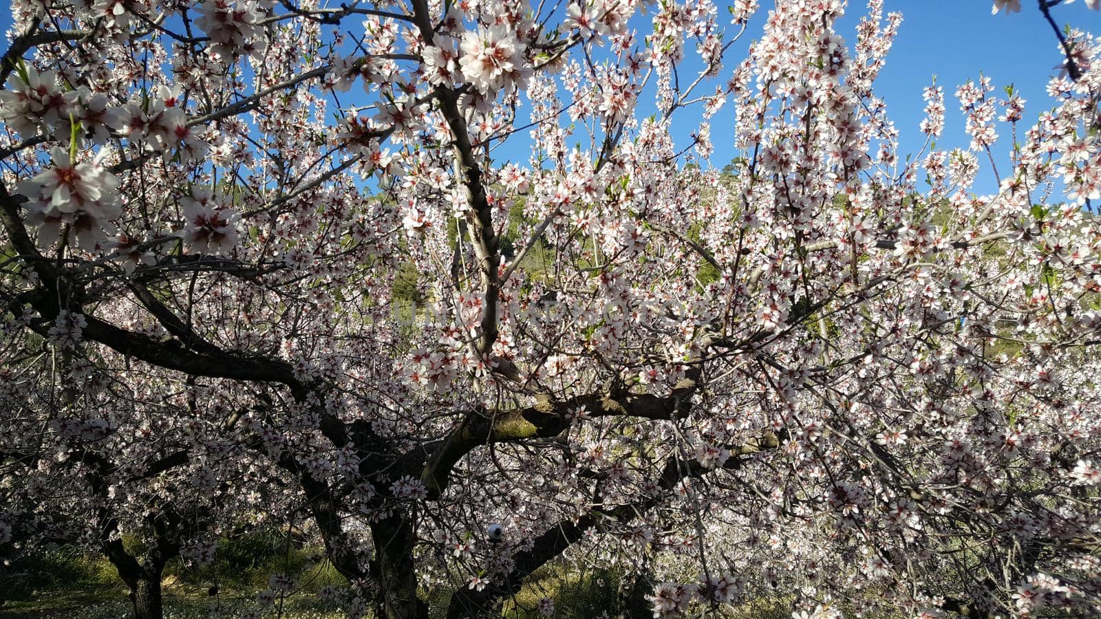 Close up from flowering fruit trees in sierra calderona natural park Spain