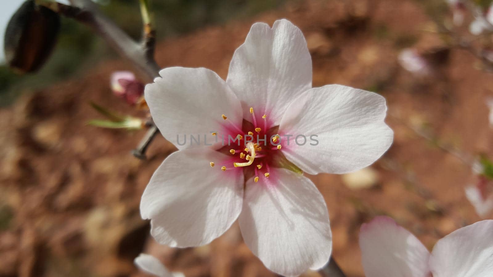 Bitter almond tree flower by traveltelly