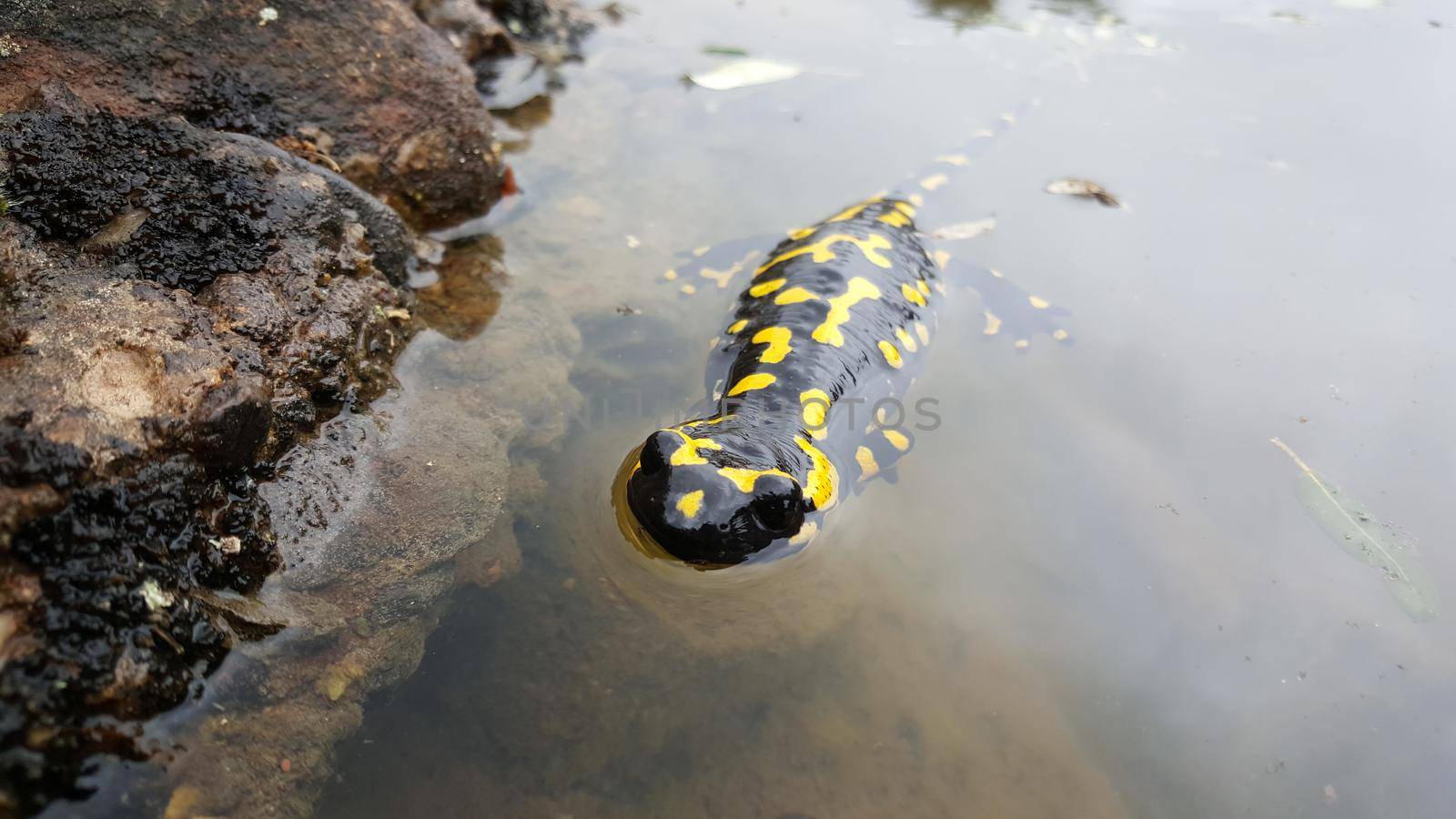 European fire salamander in a pond at sant llorenc del munt natural park Spain