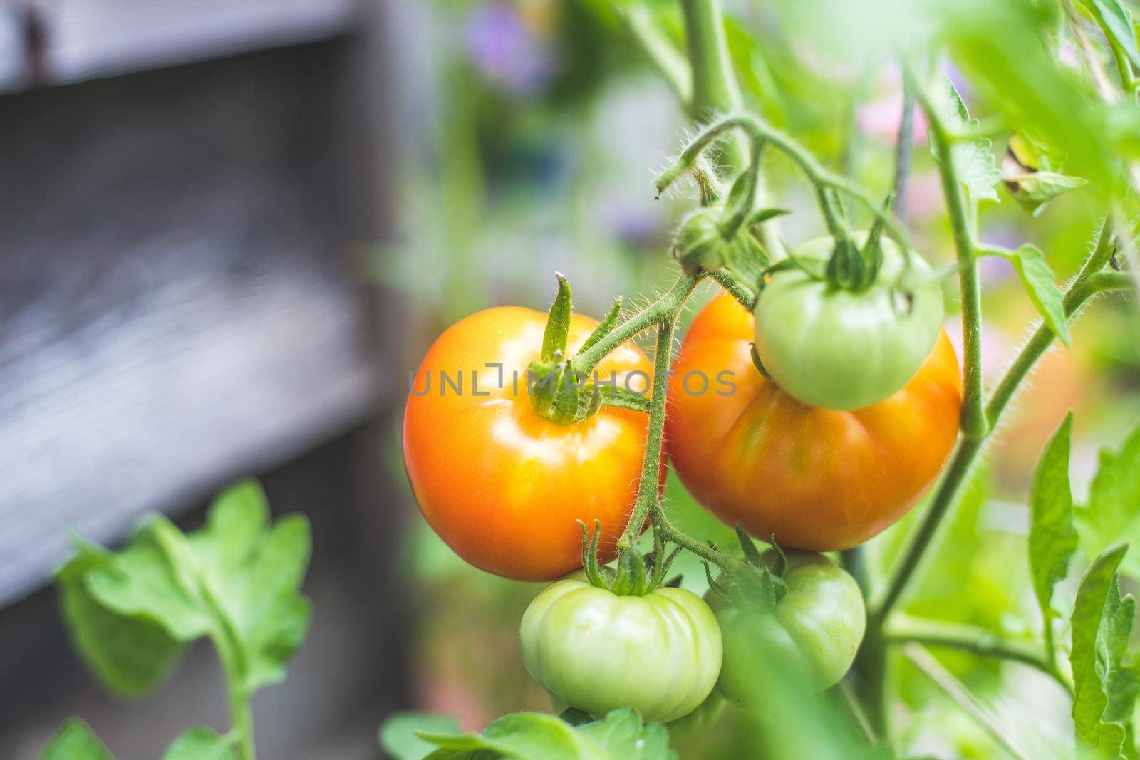 Close up of red and green organic tomatoes on green branch, self-cultivation