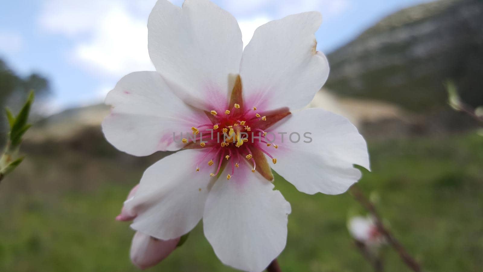 Bitter almond tree flower by traveltelly