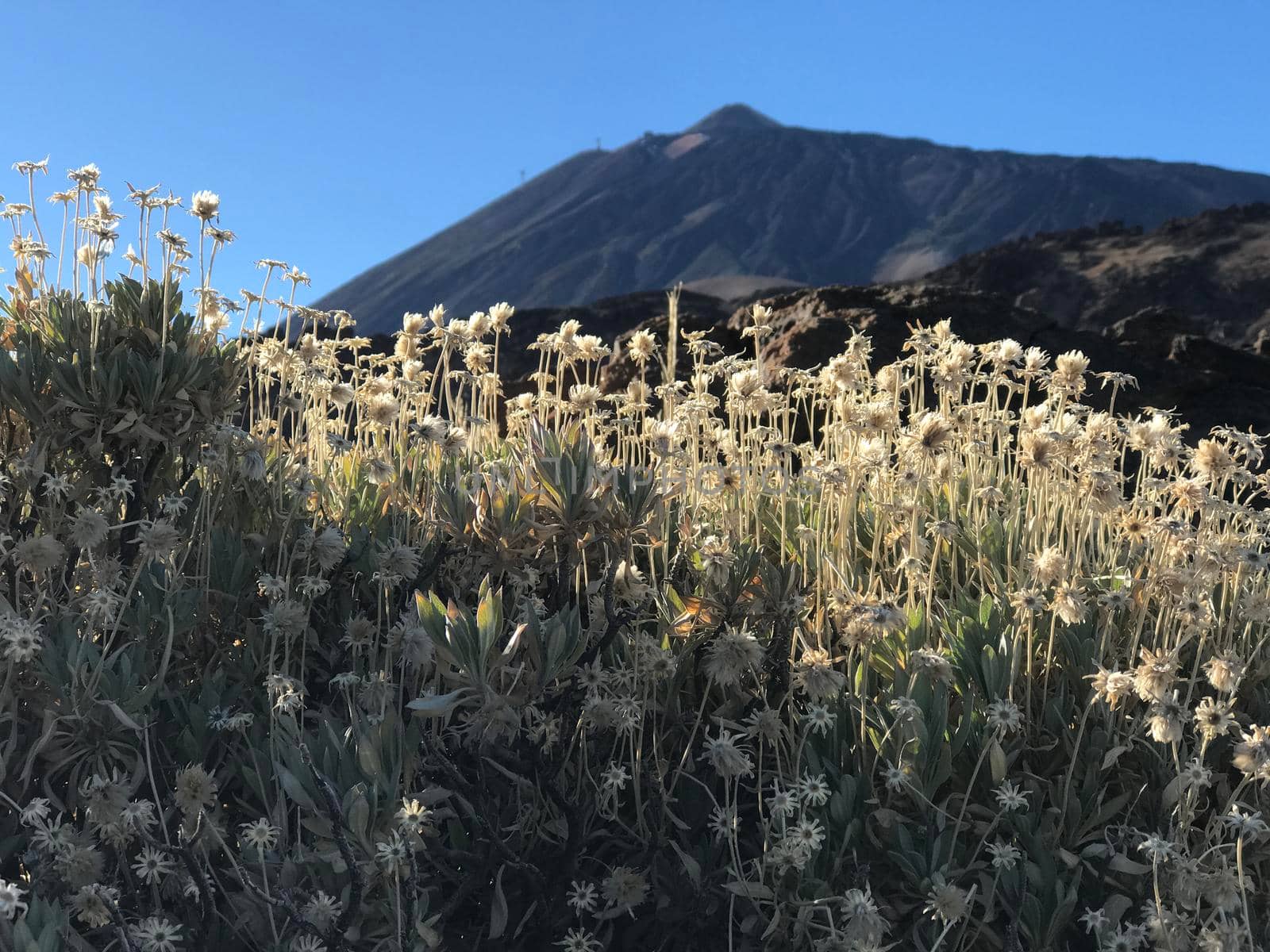 Landscape around Mount Teide a volcano on Tenerife in the Canary Islands