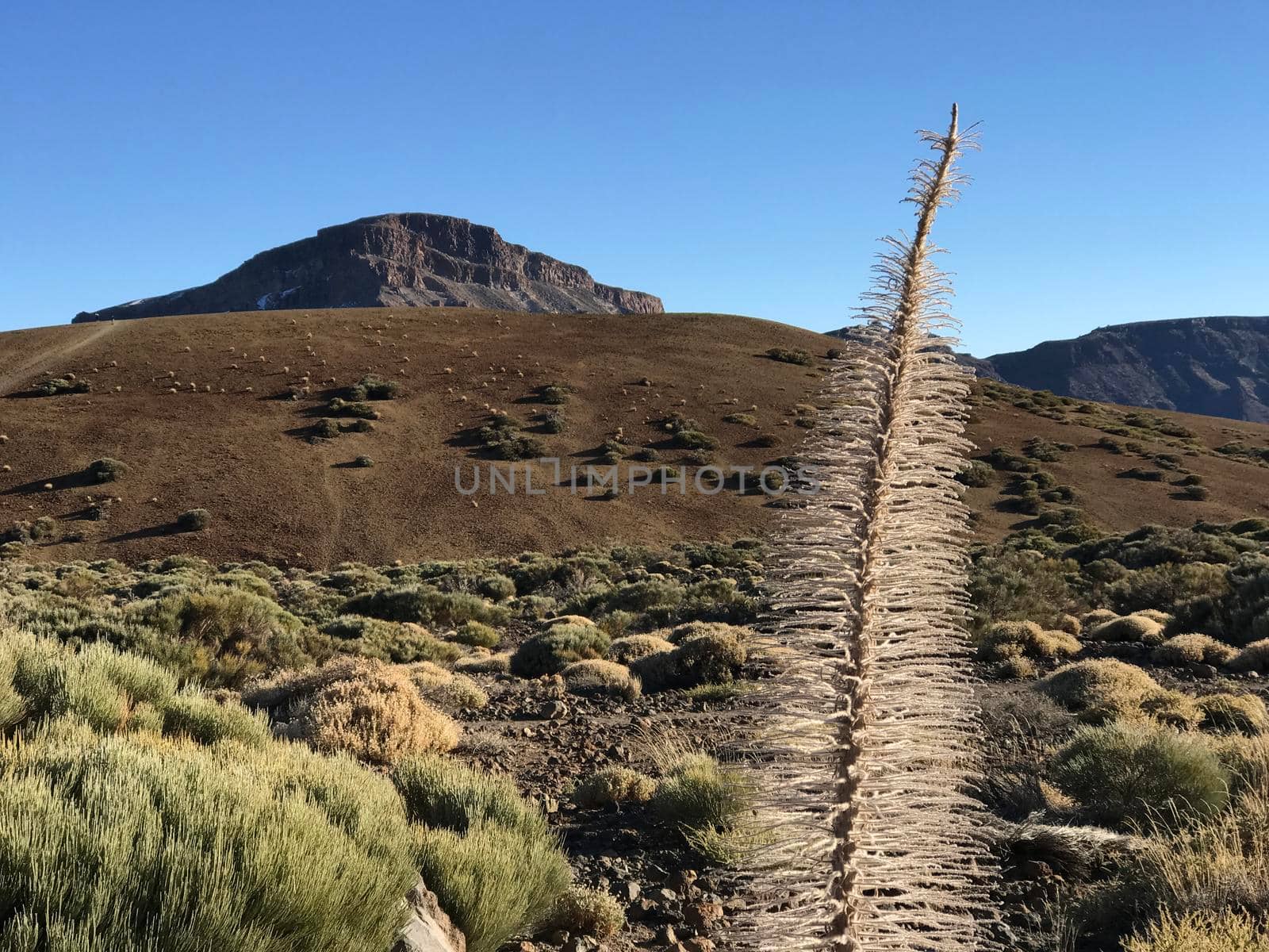 Landscape around Mount Teide a volcano on Tenerife in the Canary Islands