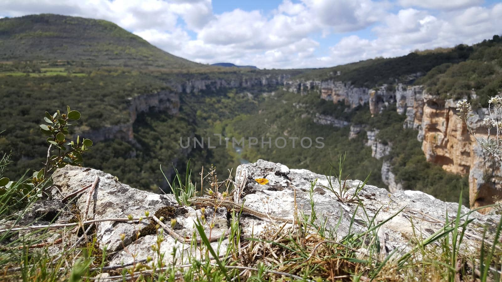 Lizard at Mirador Del Cañon Del Ebro a canyon in Spain