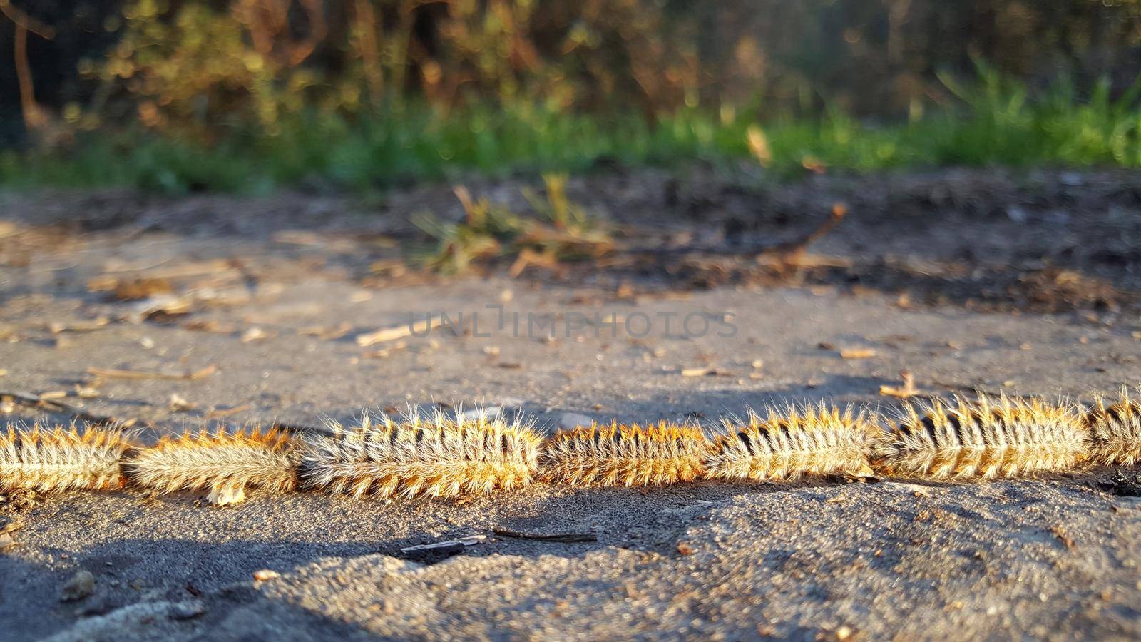 Group of caterpillars on the ground