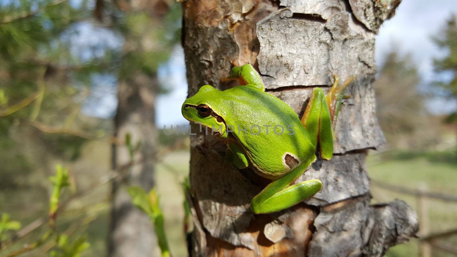 Close up from a green tree frog