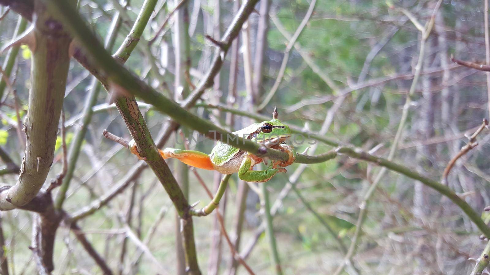 Green tree frog in a tree