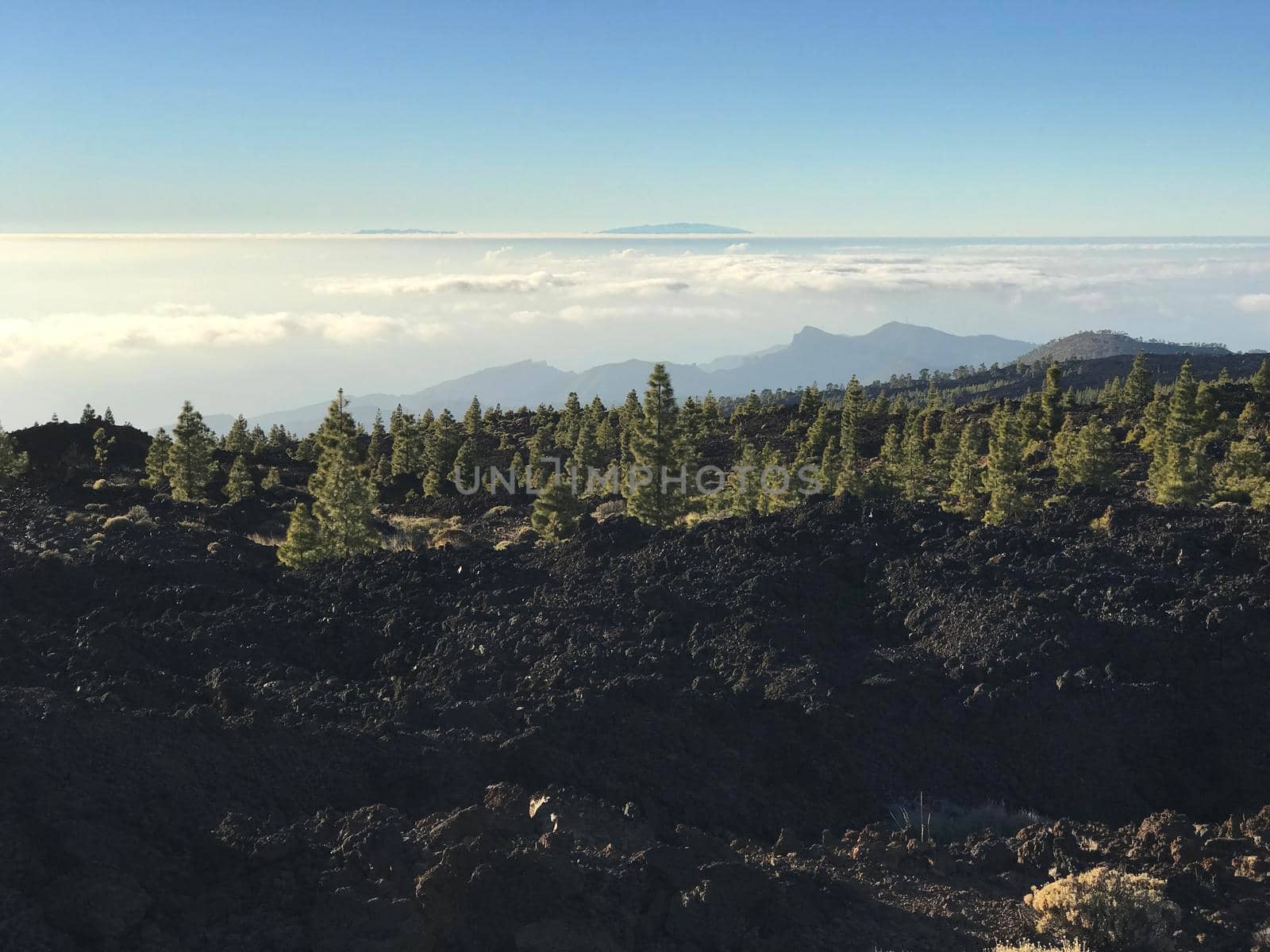 Fir landscape at Teide National Park in Tenerife the Canary Islands