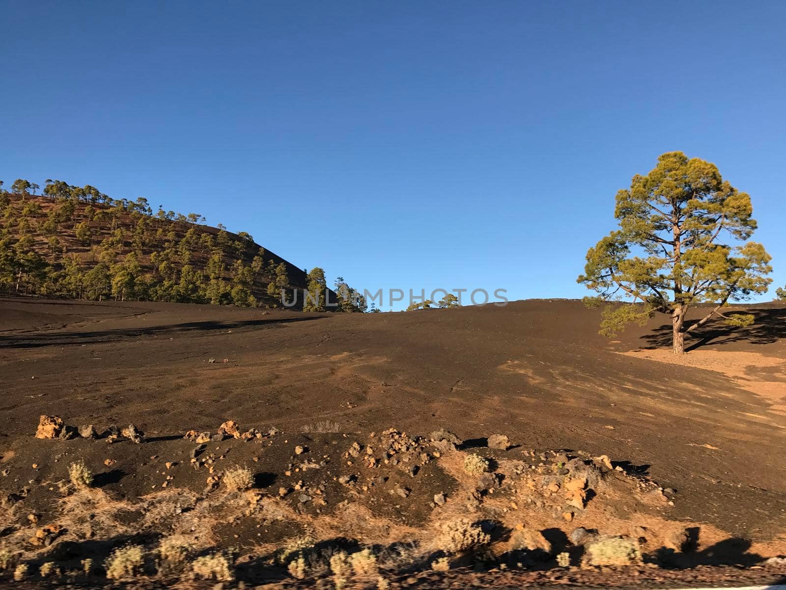 Forest at Teide National Park in Tenerife the Canary Islands