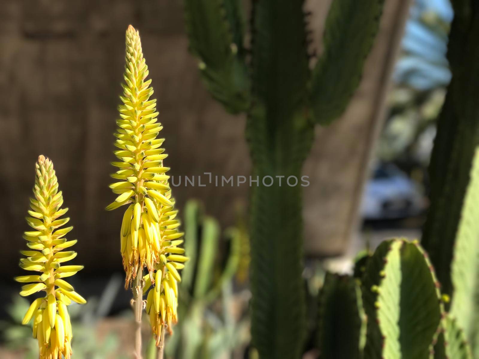 Yellow flower in San Miguel de Tajao Tenerife