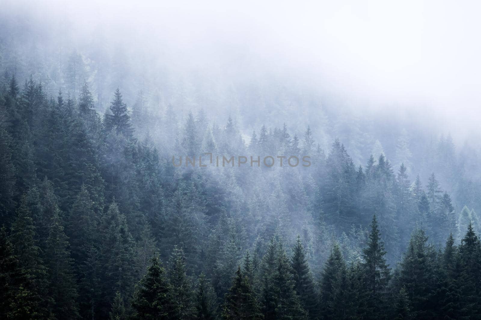 Misty forest in the morning. Skittish and magical atmosphere