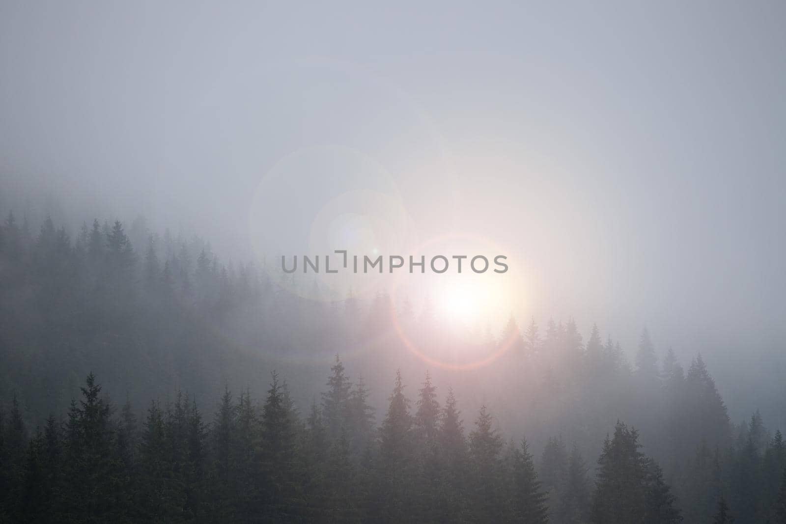 Misty forest in the morning. Skittish and magical atmosphere