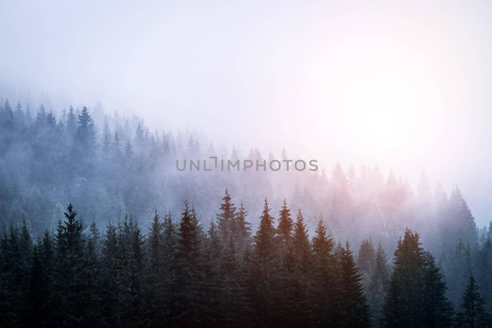 Magical atmosphere in the foggy forest, Morning, Austria by Daxenbichler