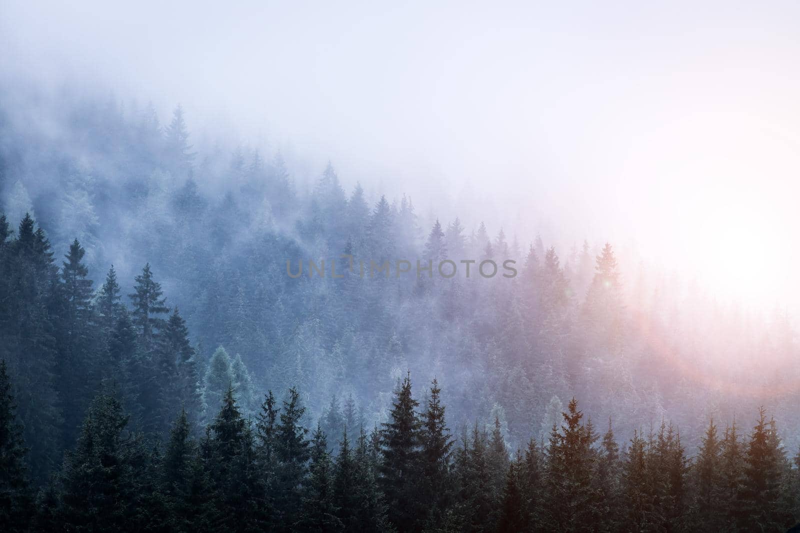 Misty forest in the morning. Skittish and magical atmosphere