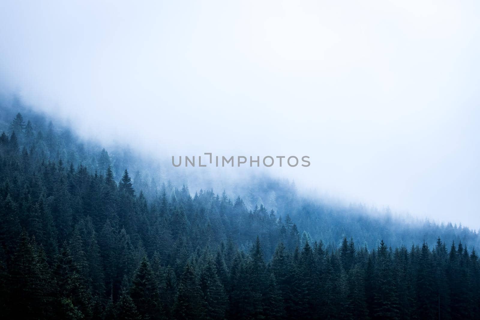 Misty forest in the morning. Skittish and magical atmosphere
