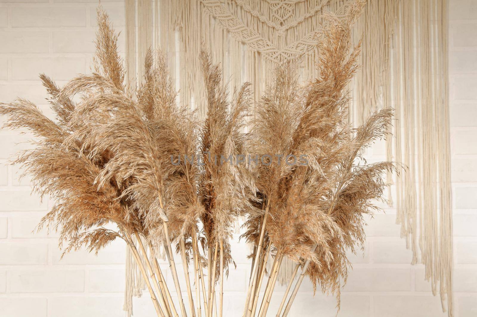 Beige reed against a white wall with a macrame wall panel. A minimal, stylish, trendy concept with a beautiful background with light neutral colors.