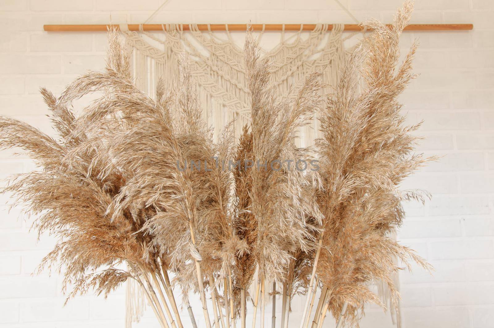 Beige reed against a white wall with a macrame wall panel. A minimal, stylish, trendy concept with a beautiful background with light neutral colors.