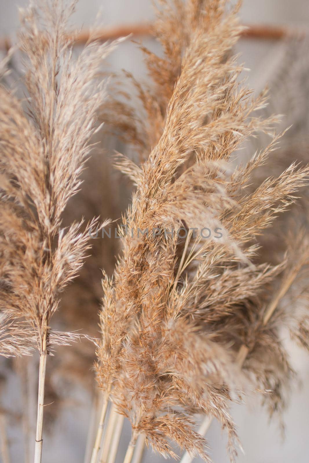 dry marsh plant reed macro photography with blur by ozornina