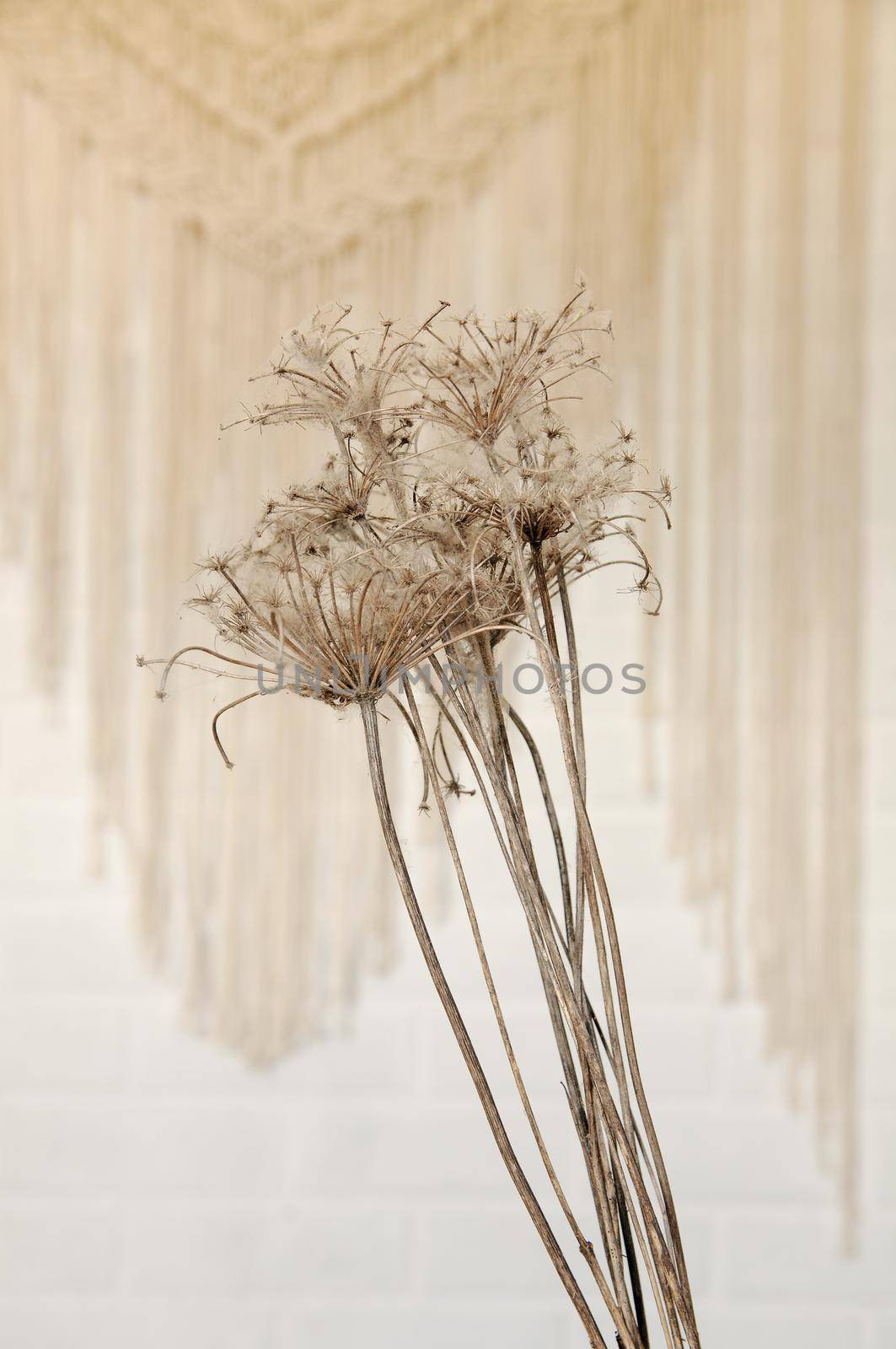 dry flowers braided with cobwebs on a brick wall background by ozornina