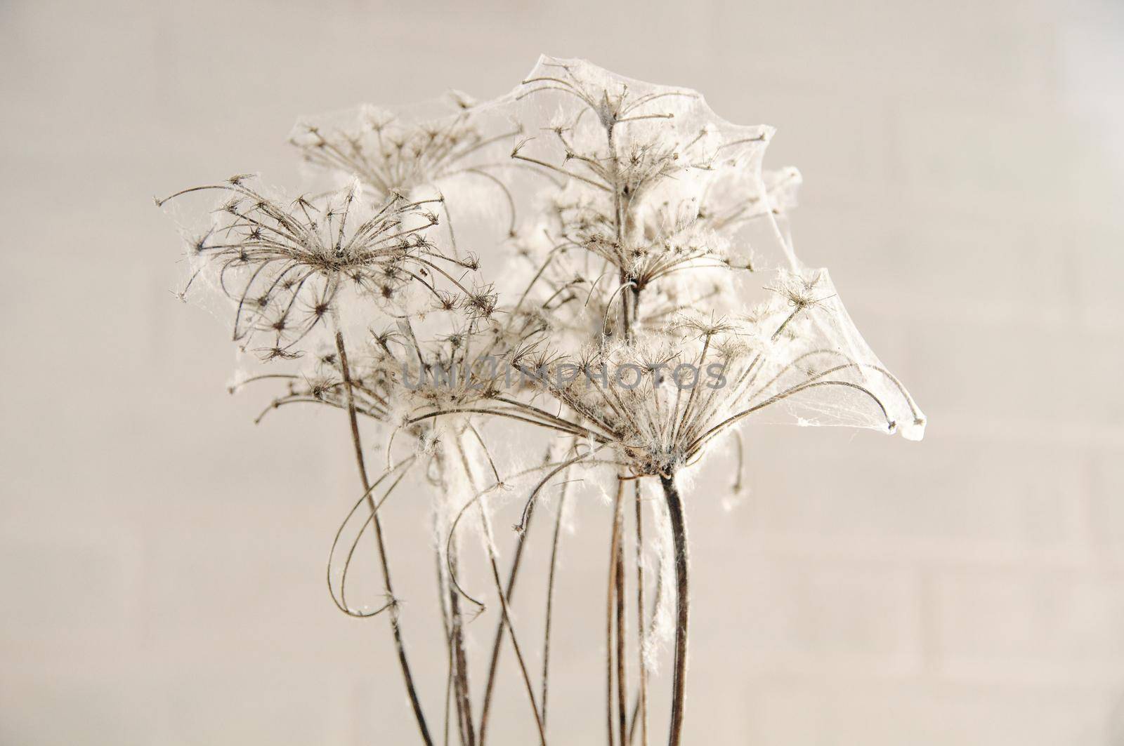 dry flowers braided with cobwebs on a brick wall background