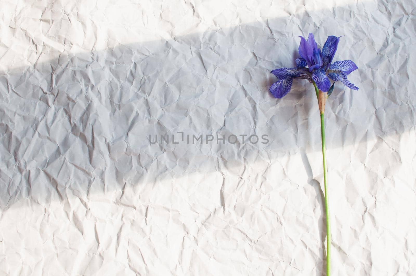 branch of wild plants on a white background in a minimalist style