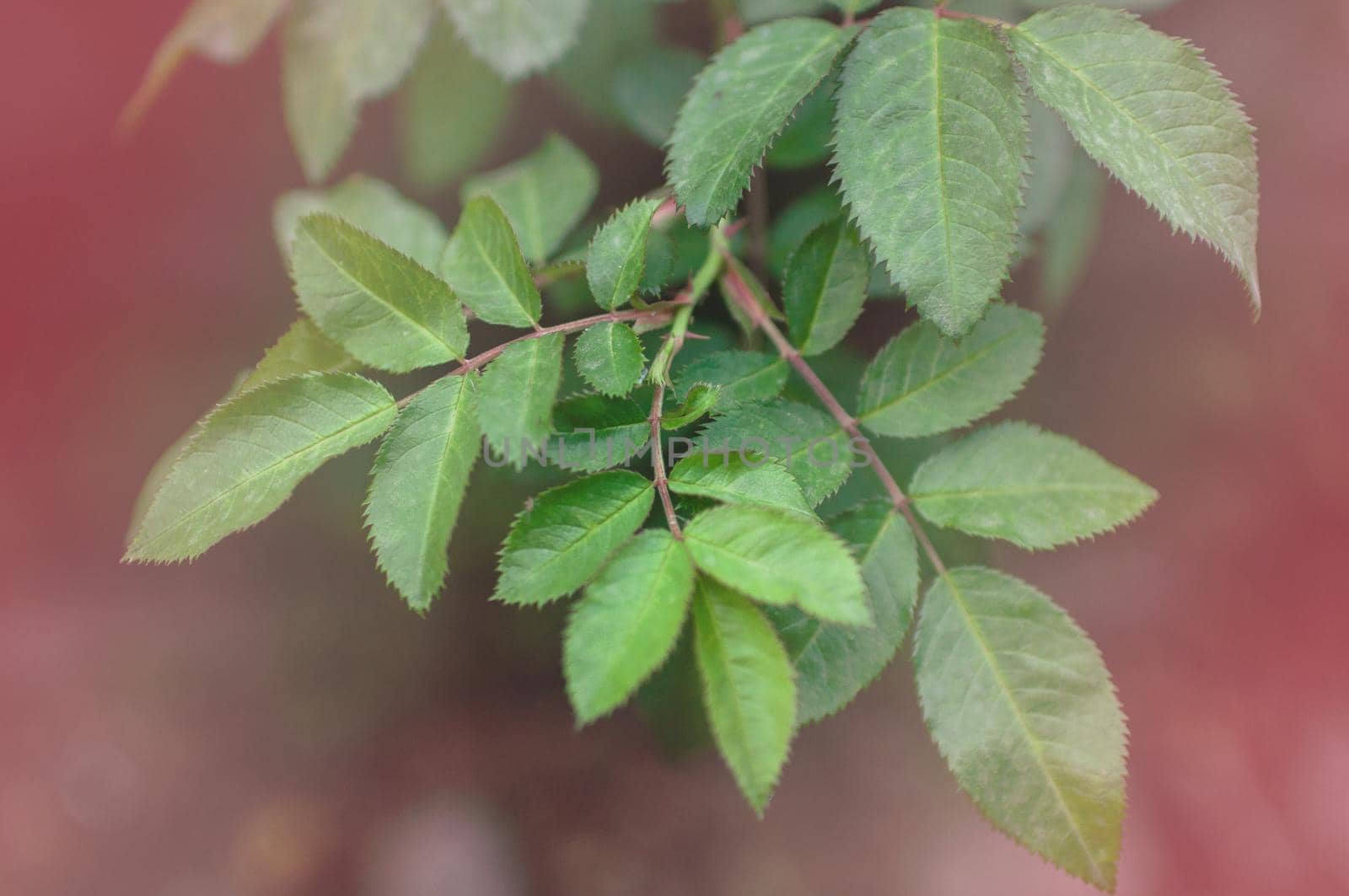 background of blooming young green bush rose leaves by ozornina