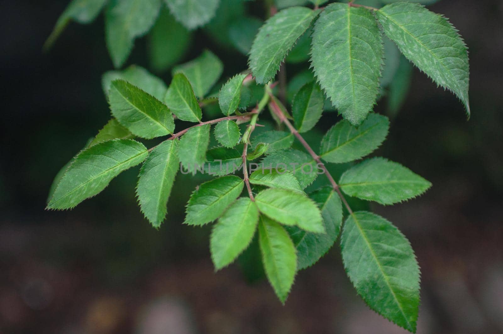 background of blooming young green bush rose leaves by ozornina