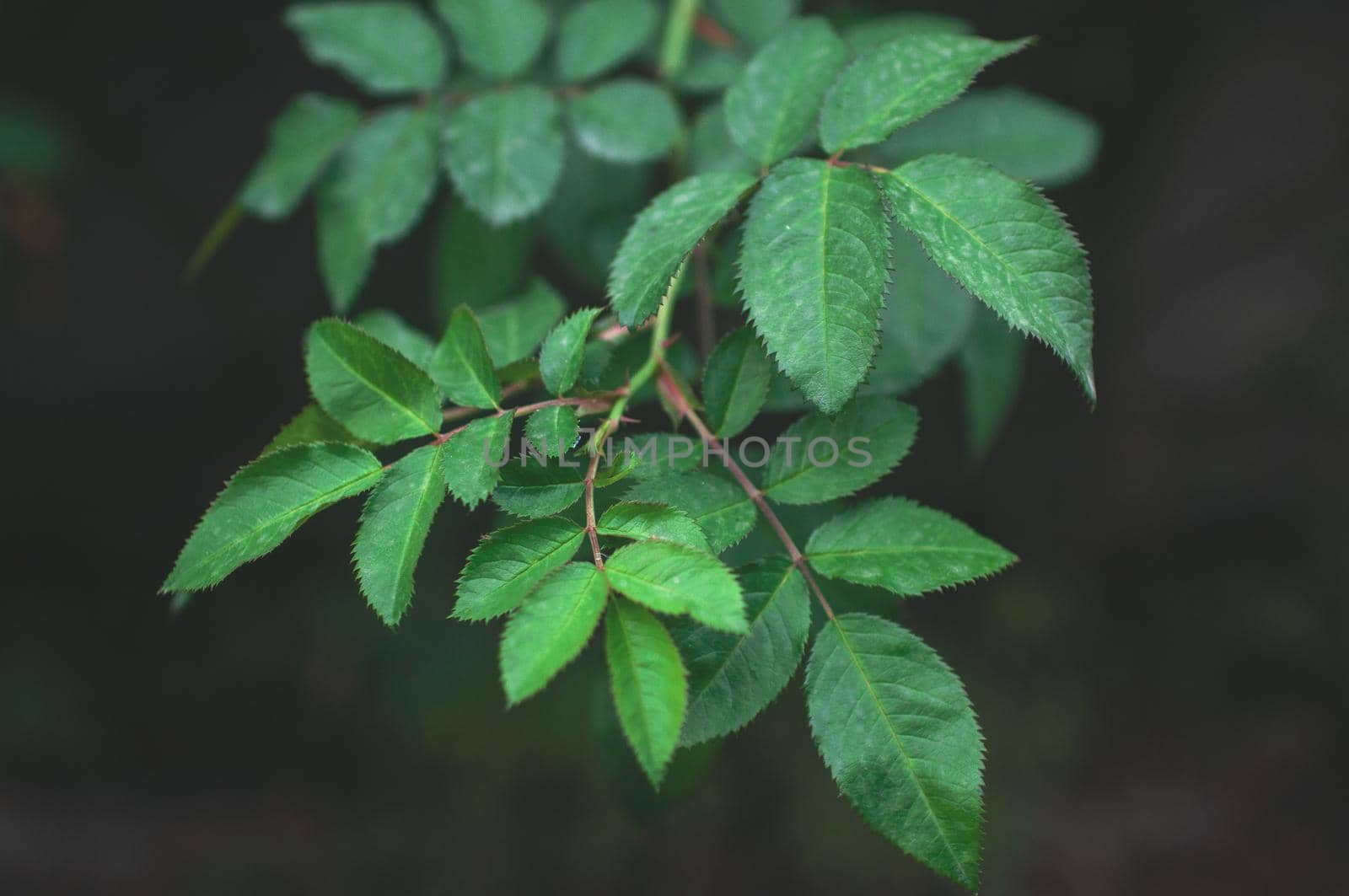 background of blooming young green bush rose leaves