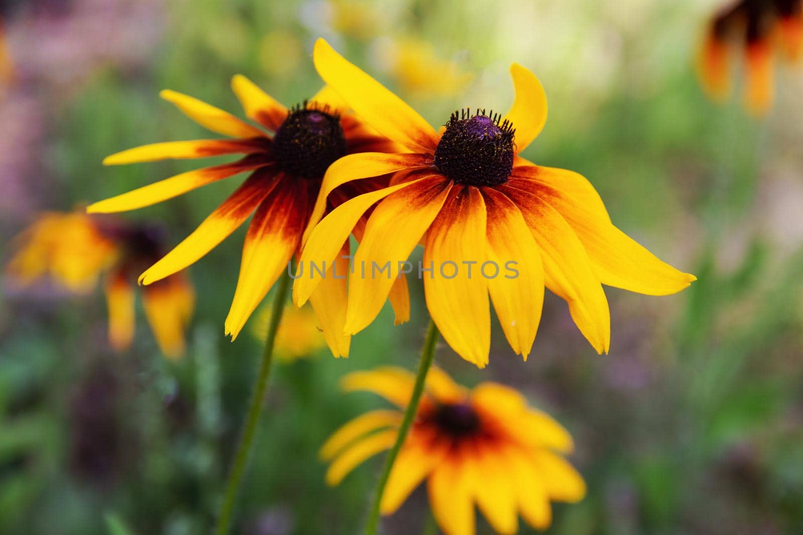 garden flowers bright yellow field plants on a background of green grass and leaves