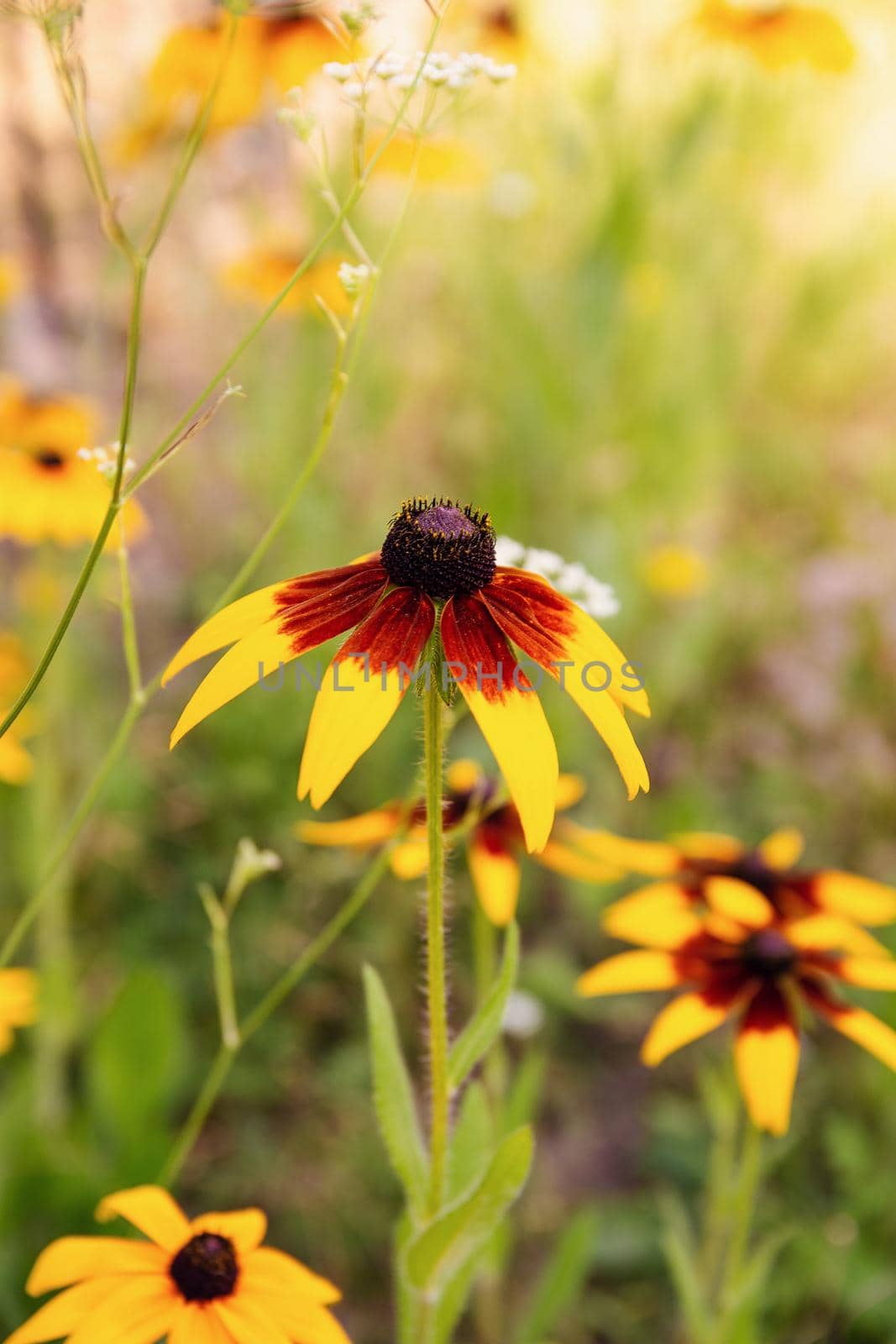 garden flowers bright yellow field plants on a background of green grass and leaves