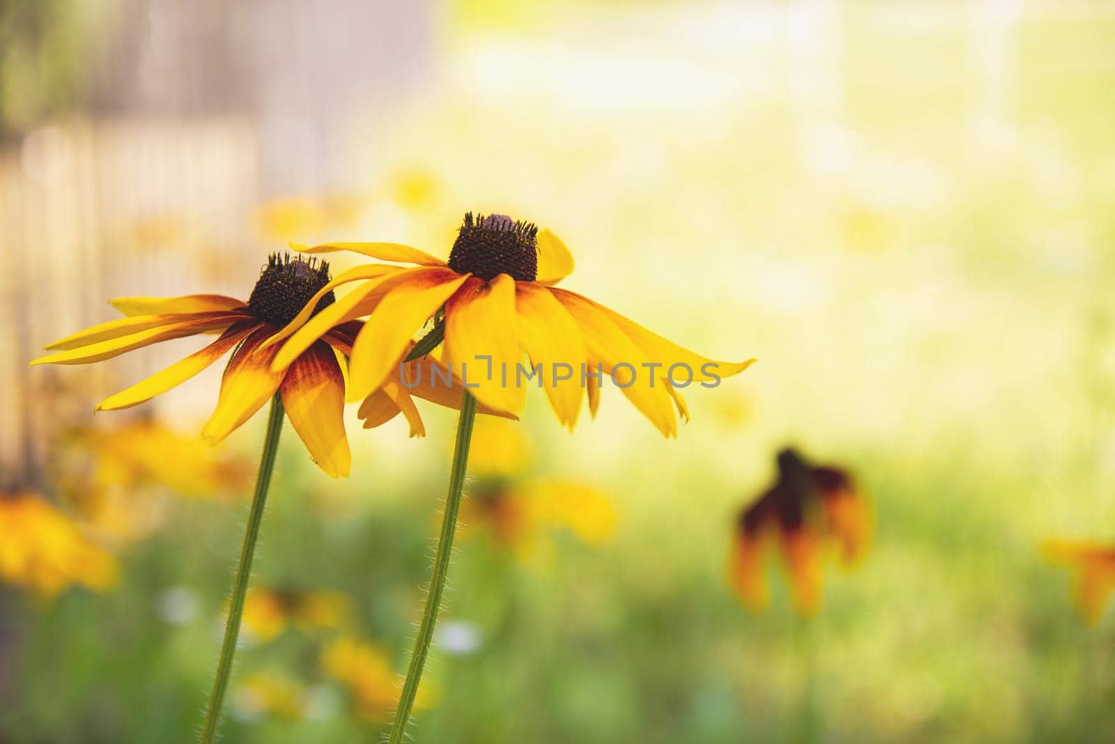 garden flowers bright yellow field plants on a background of green grass and leaves