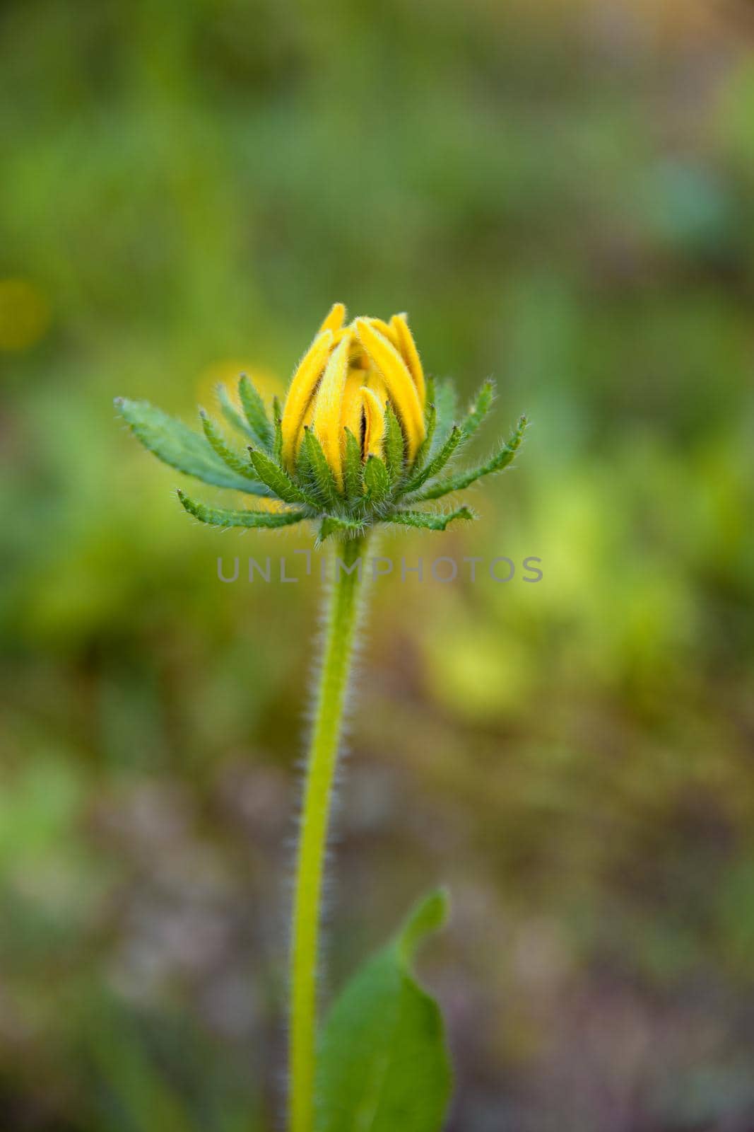 garden flowers bright yellow field plants on a background of green grass  by ozornina