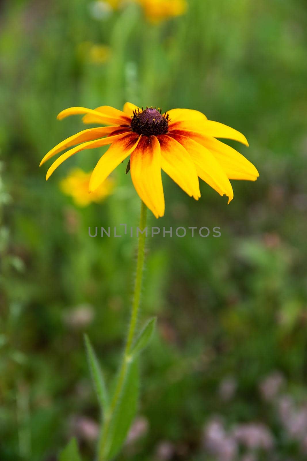 garden flowers bright yellow field plants on a background of green grass and leaves